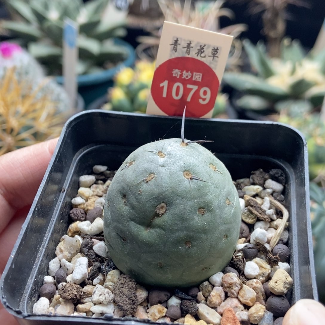 自根洞洞习志野3.5cm
