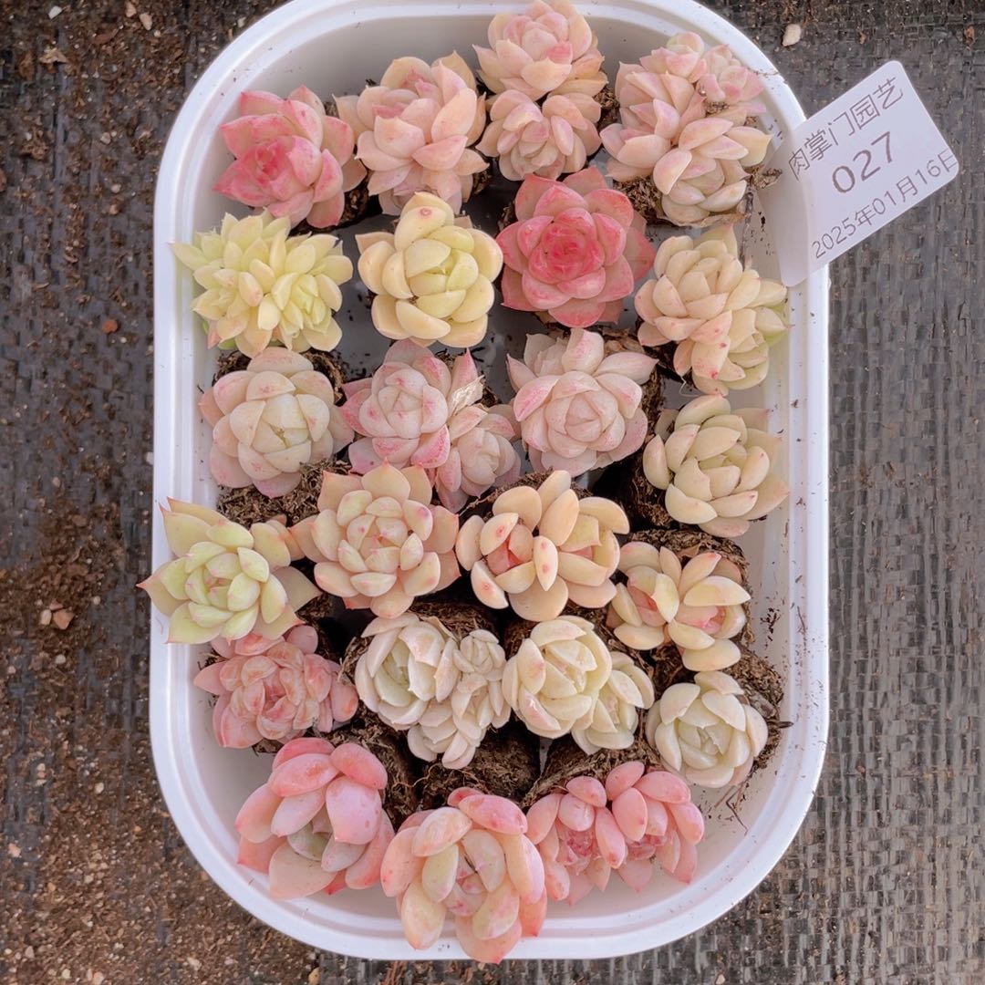 我们的生活方式是什么027