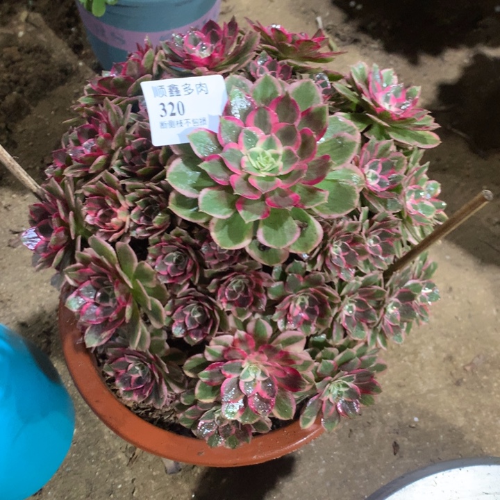 320孔雀翎多肉植物特价