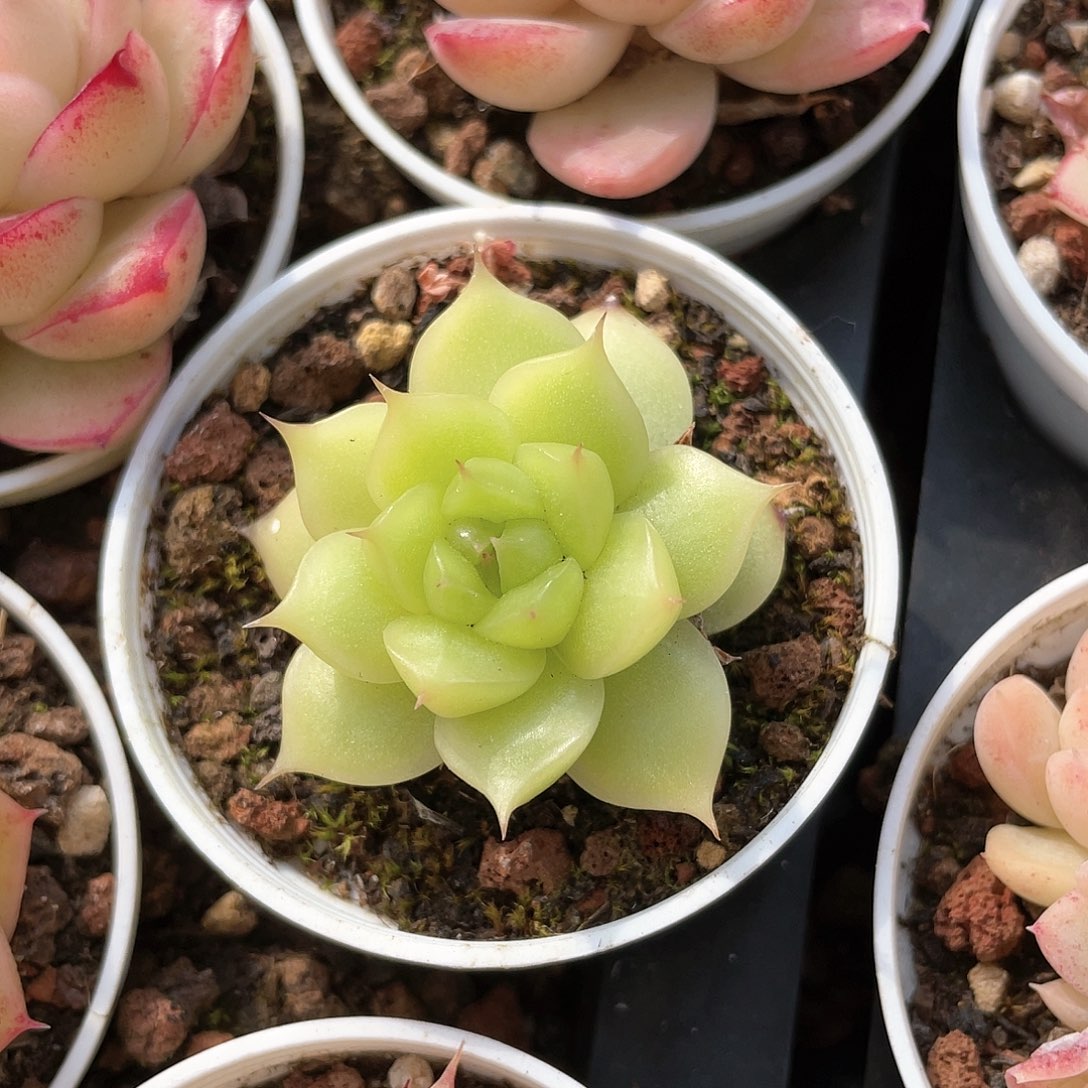 终**眺优选麦秆福利8811