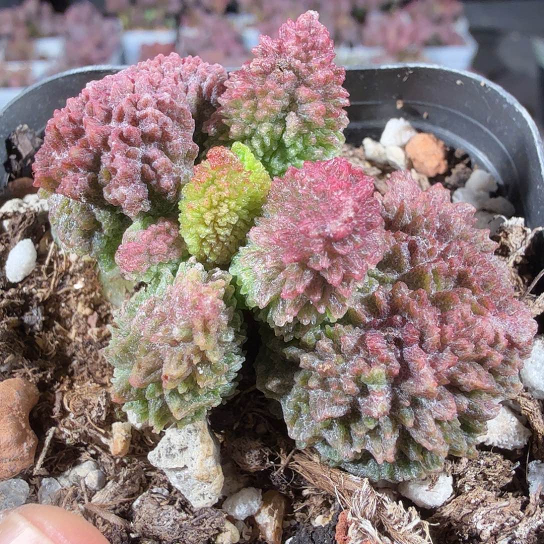 朱紫玉                  