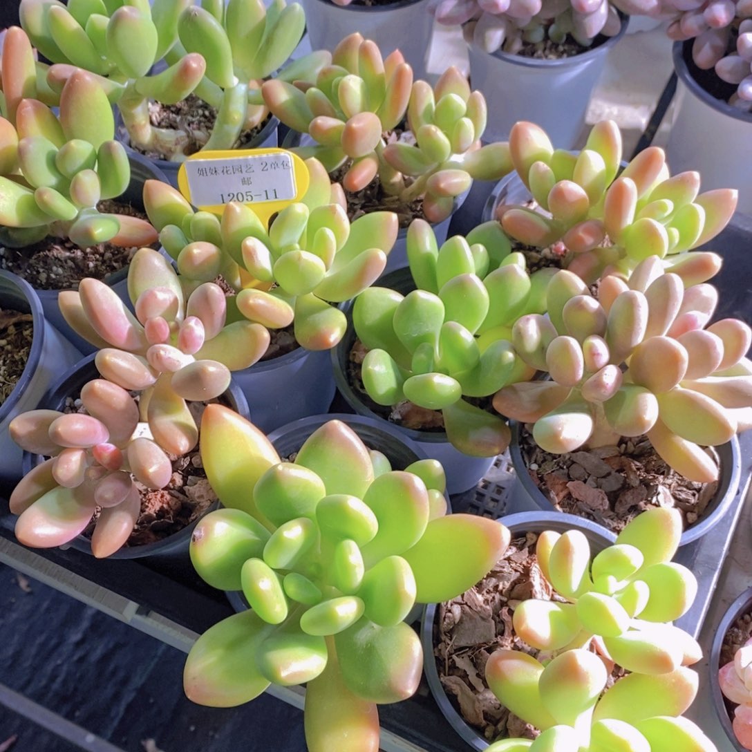 1205-11-精品老桩金蟾奶双头一个