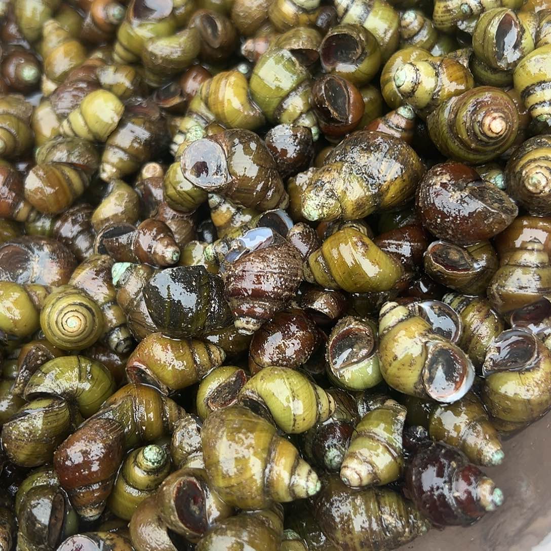 w***g5天中国大陆包装代购河螺3斤