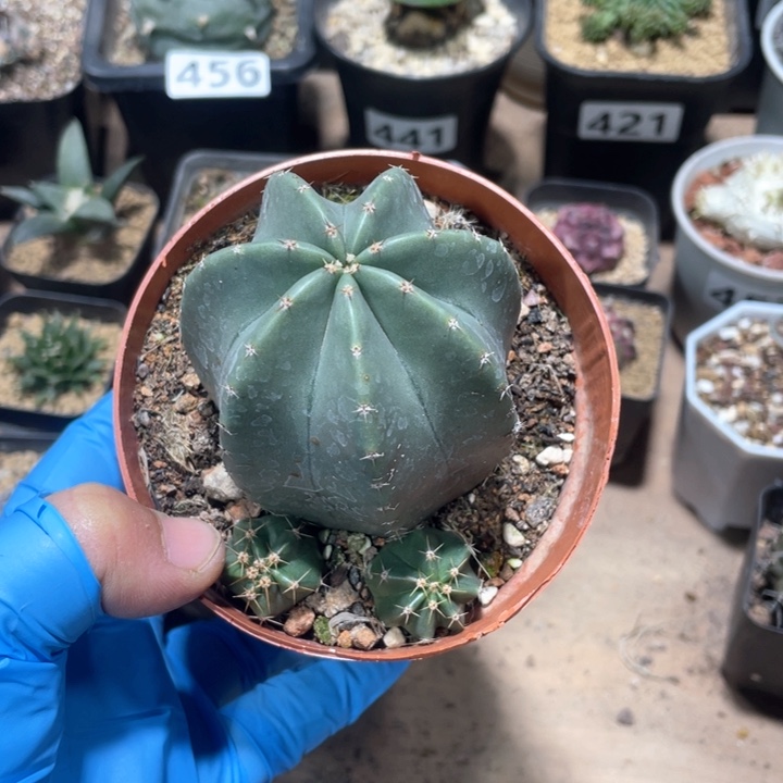 513微刺虾仙人球