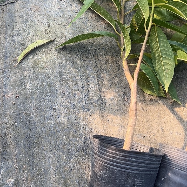 用***5金钻凤梨35858857956885789