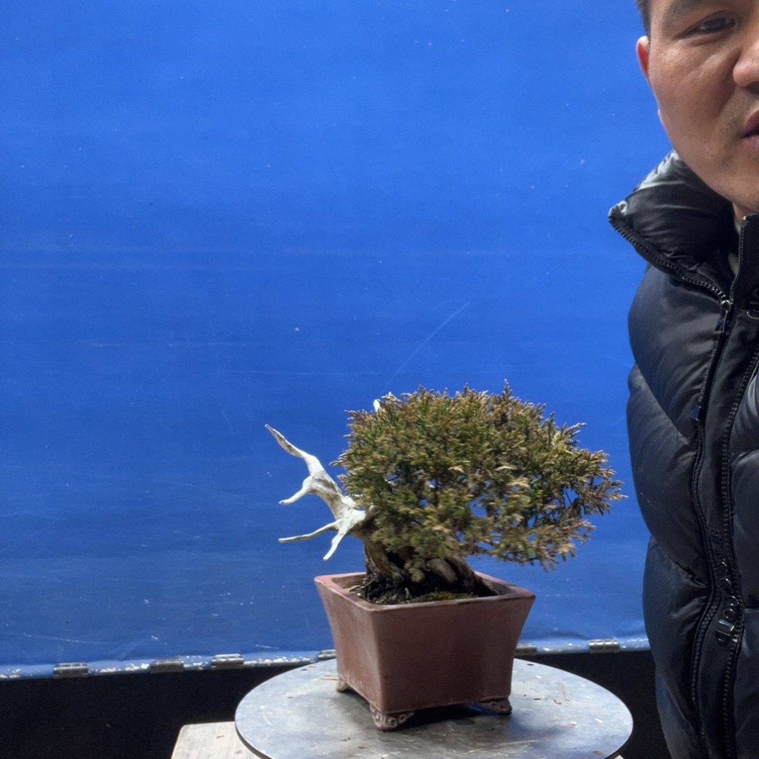 无花朵888778788888