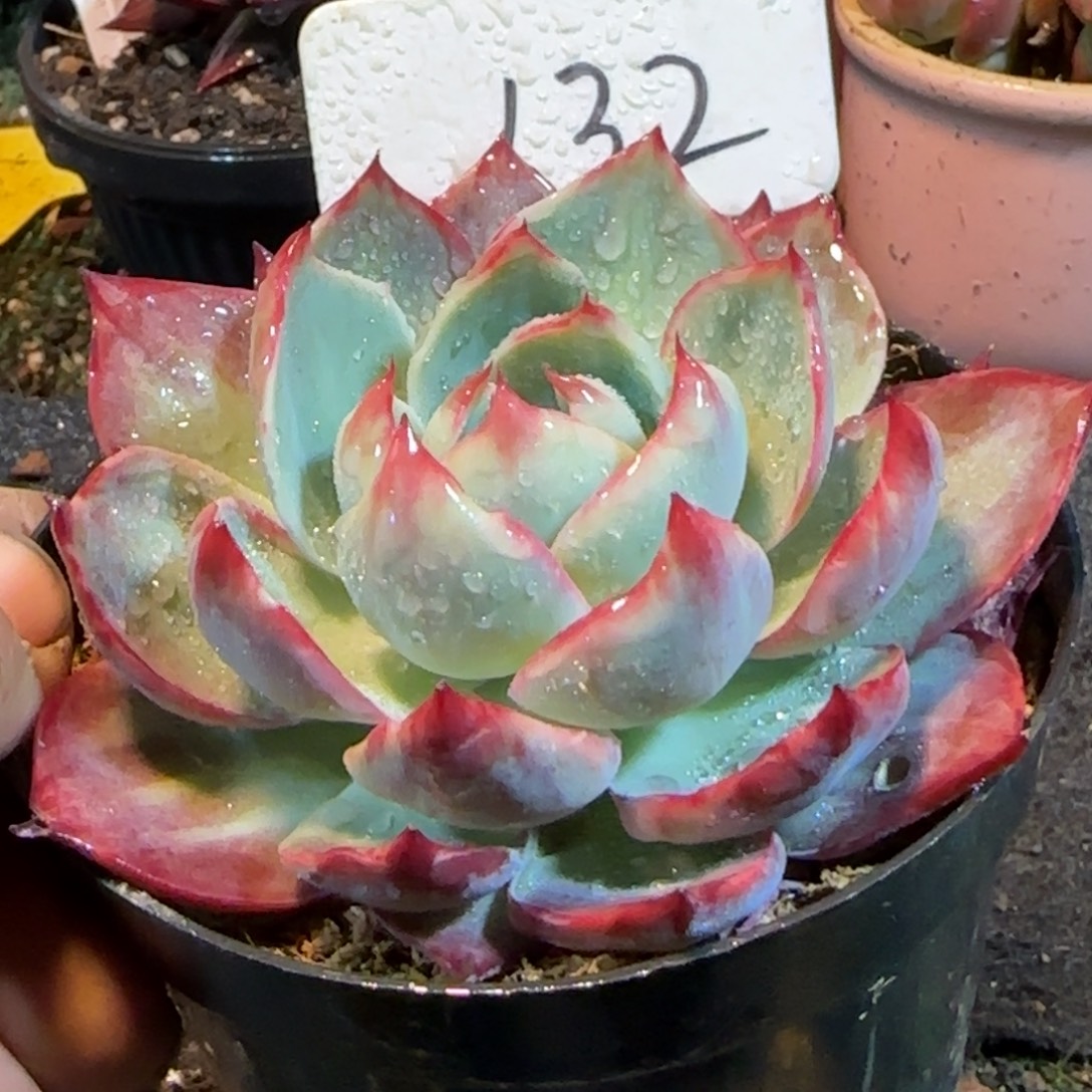 惊鸿一物一拍包装收缩花旱132