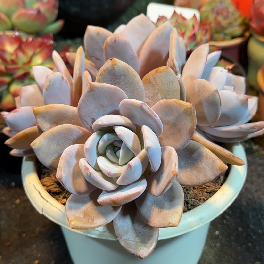 红茶一物一拍包装收缩花旱