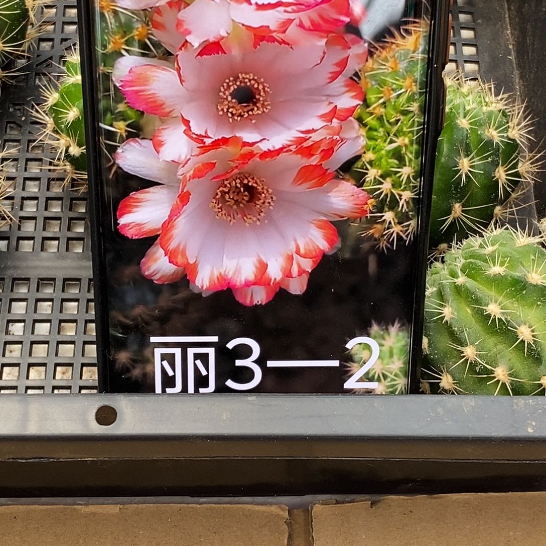 丽 3–2/侧芽歪20包邮/