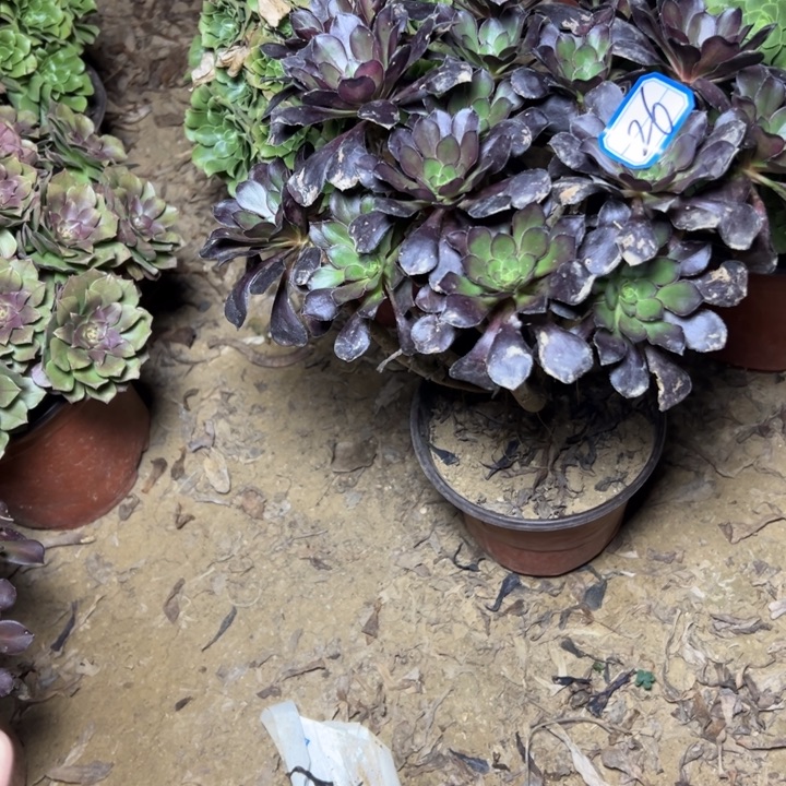 晚***霞多肉植物红酒法师26