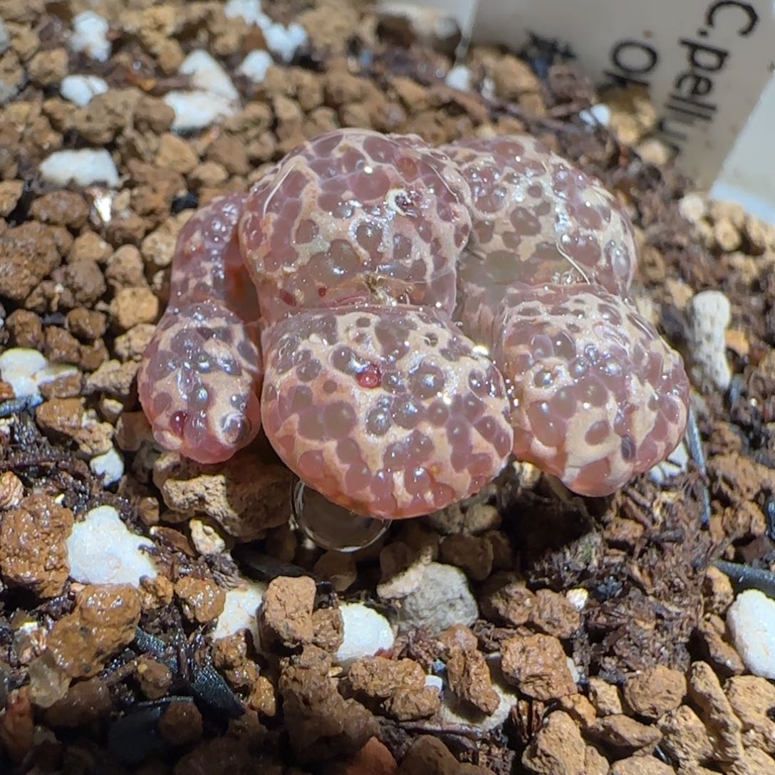 肉锥多肉植物组合-超级泡泡勋419