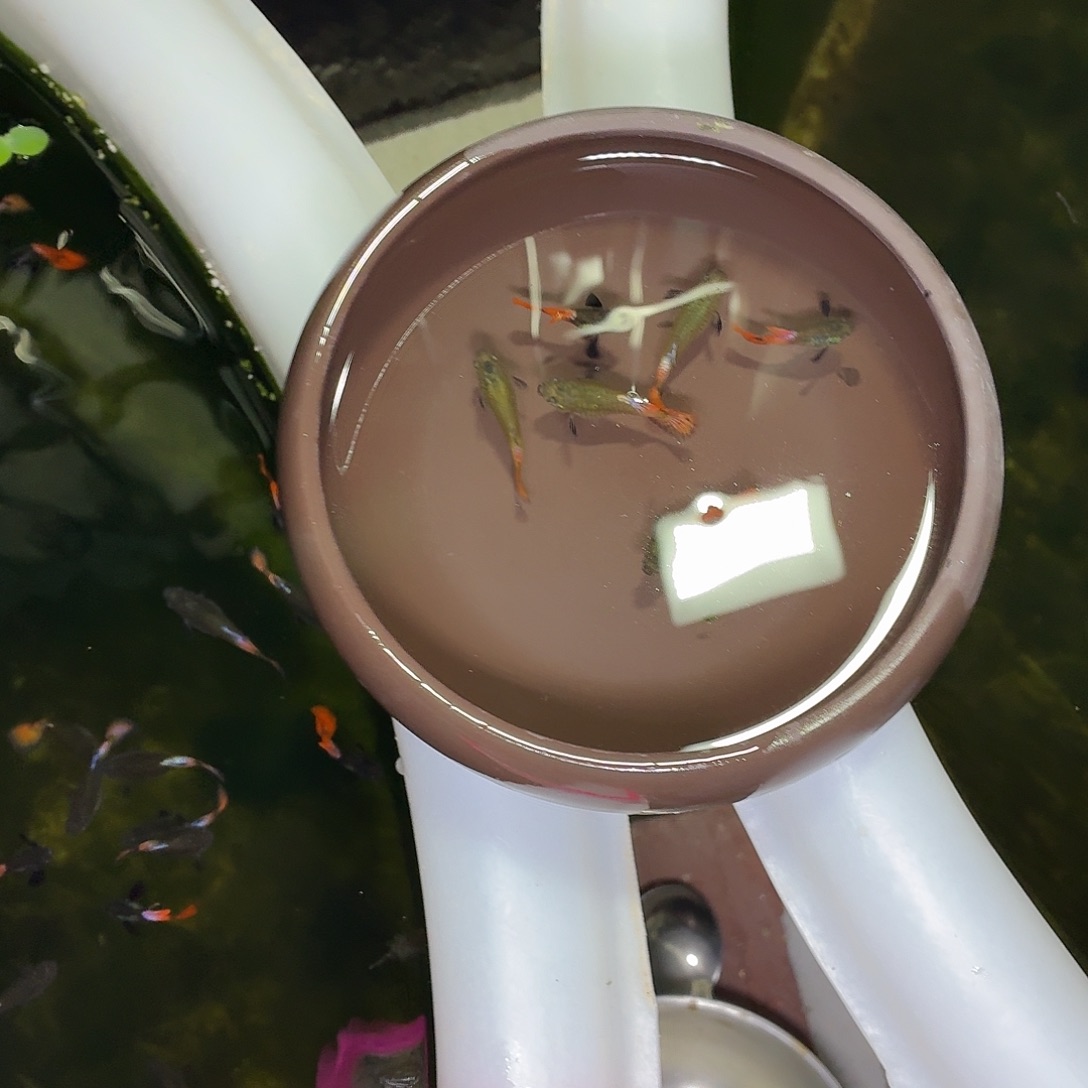 孔雀鱼白金红尾三对