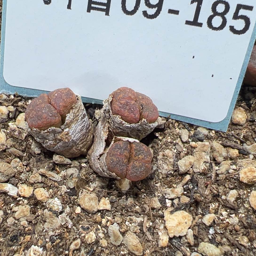 9-185酒红勋章多肉植物