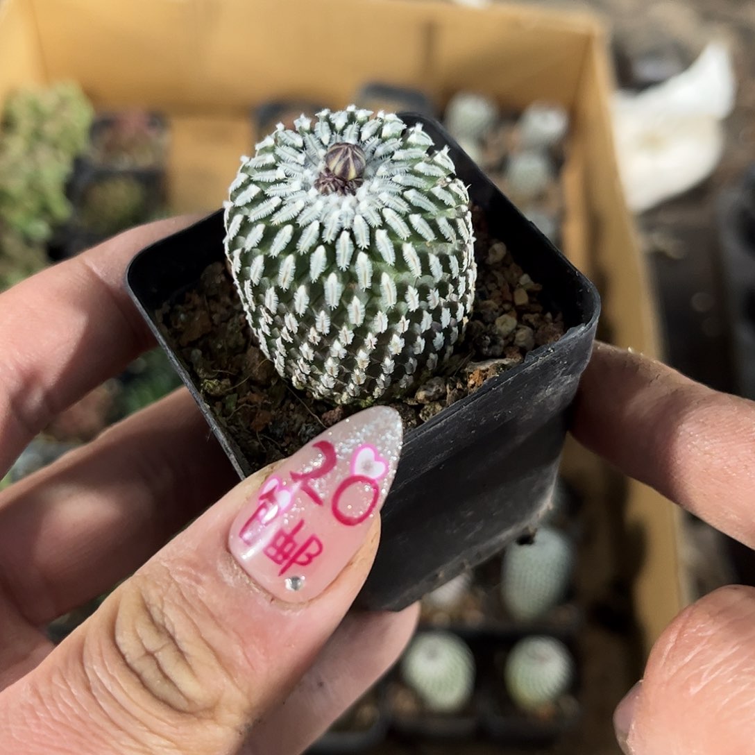 精巧殿单头发货有根发货