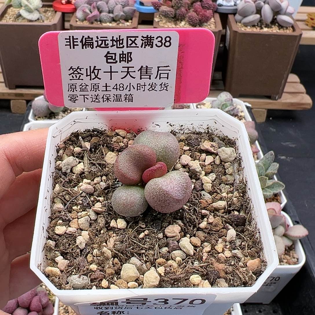 370粉红哈密瓜多肉