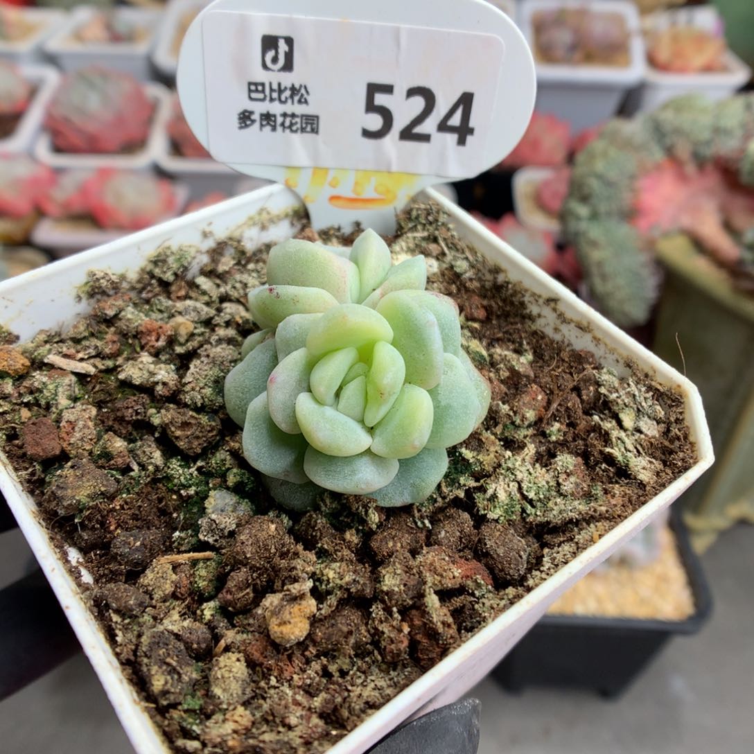 524 黄心冰玉石化