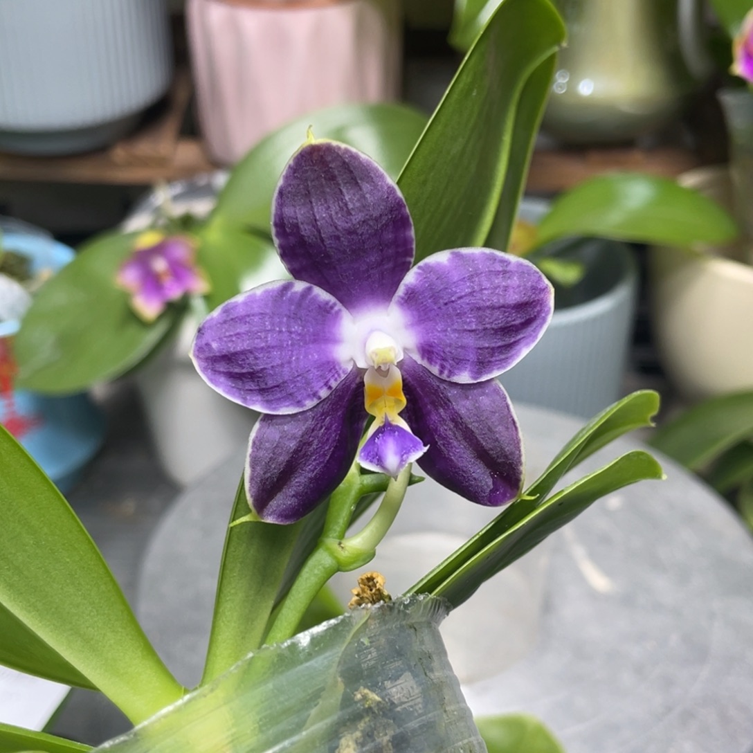 完全开放虎豹2,5寸