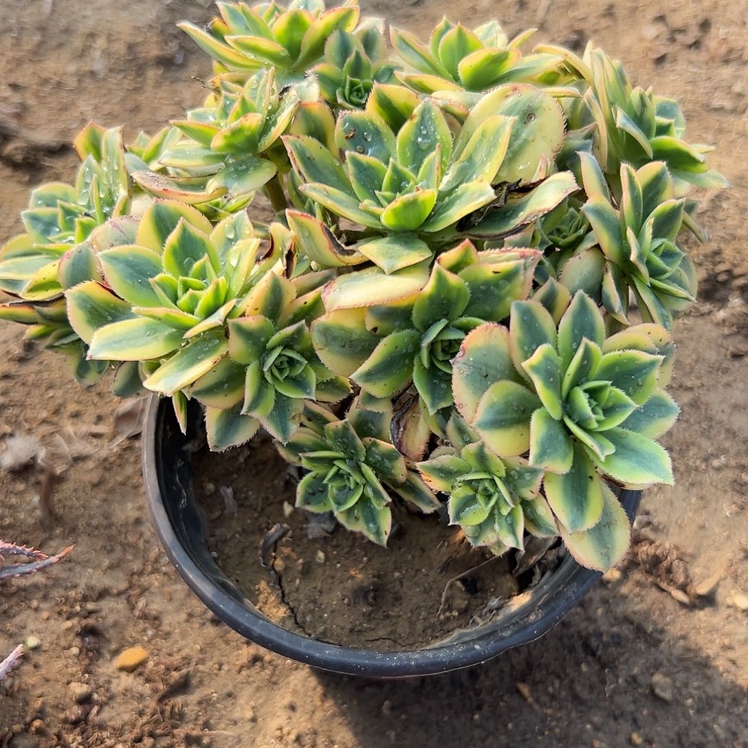 多肉植物星爆老庄