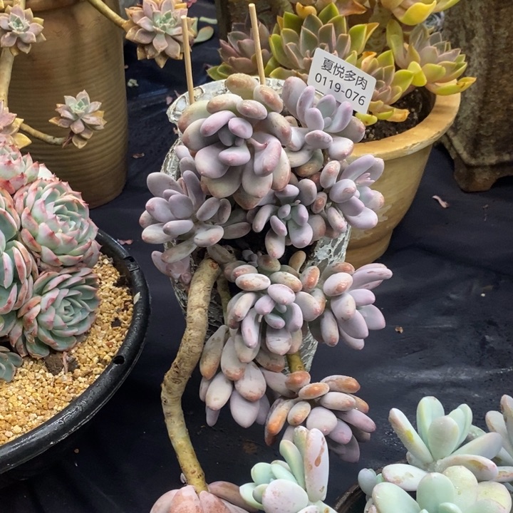 夏悦多肉 0119-76桃美人