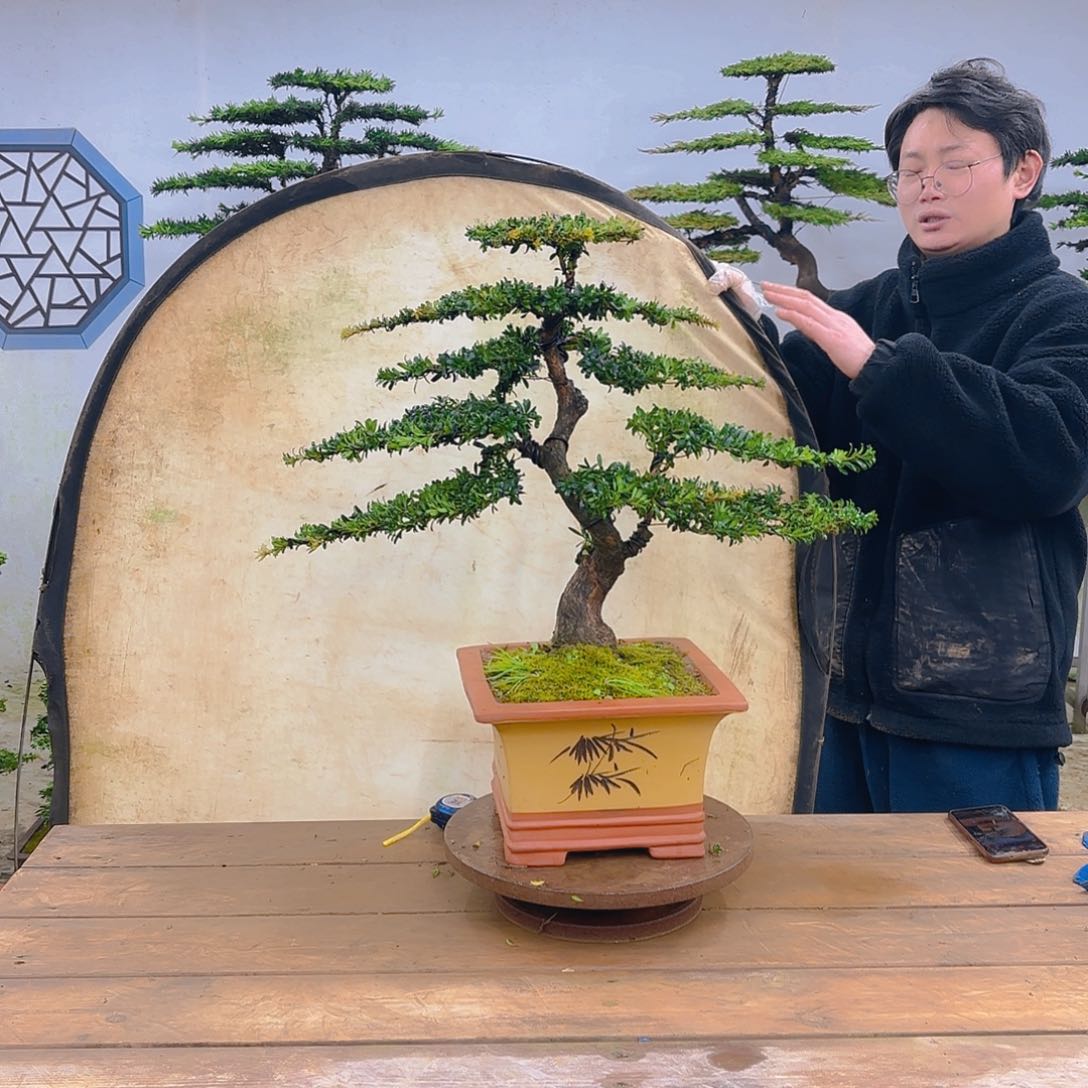 木红芽罗汉松带盆