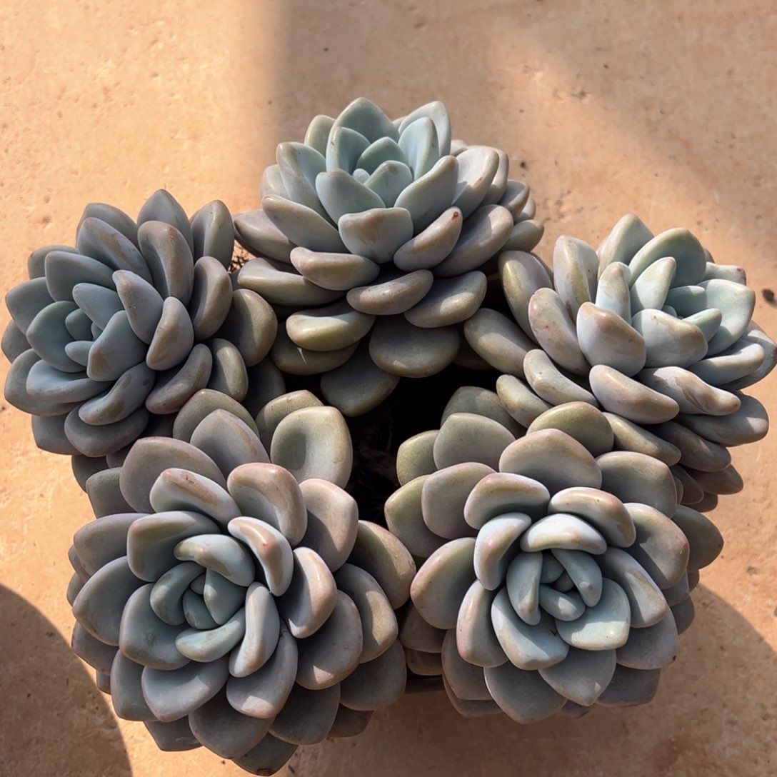 奥橙捧花多肉植物