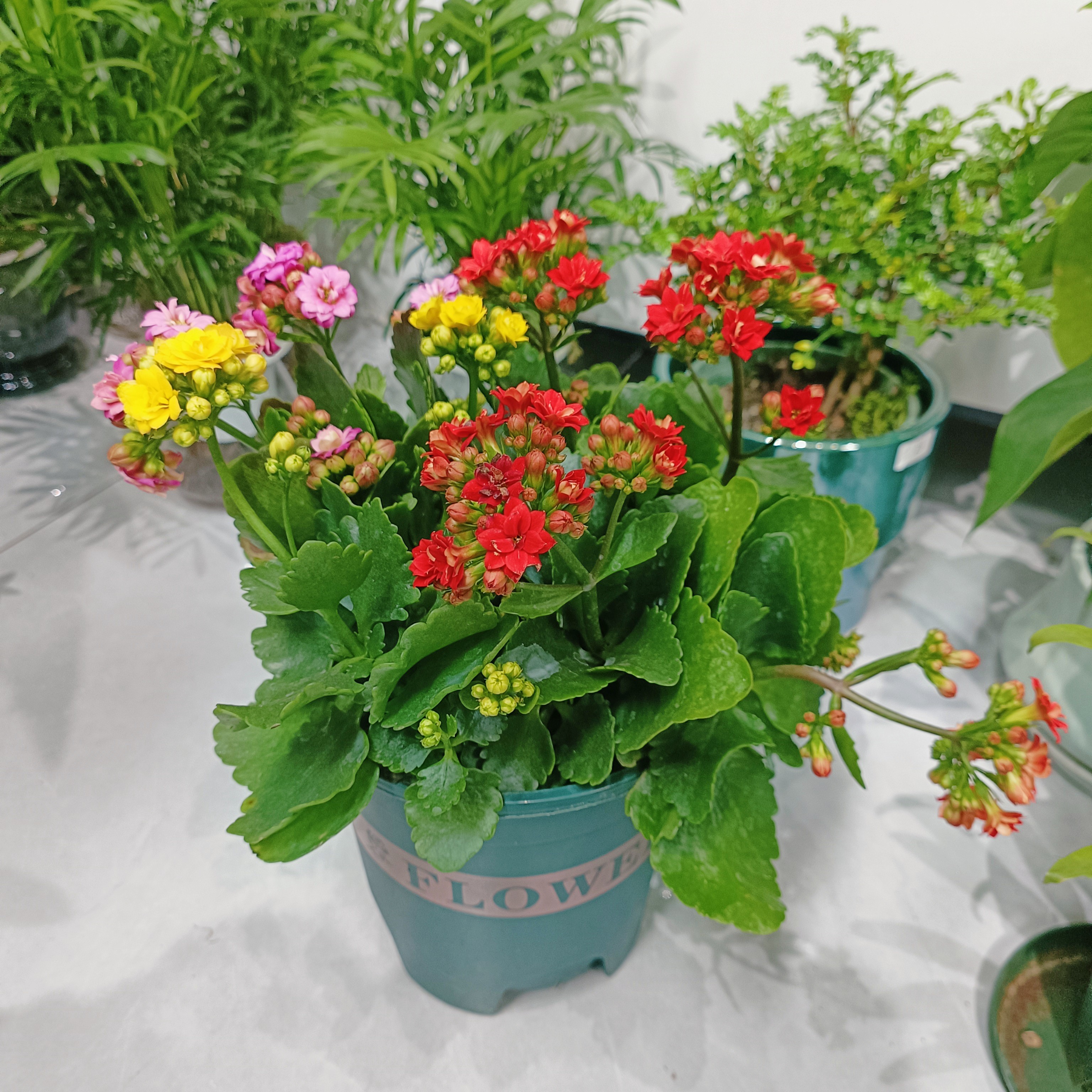 遇花园多色长寿花加仑盆 一盆