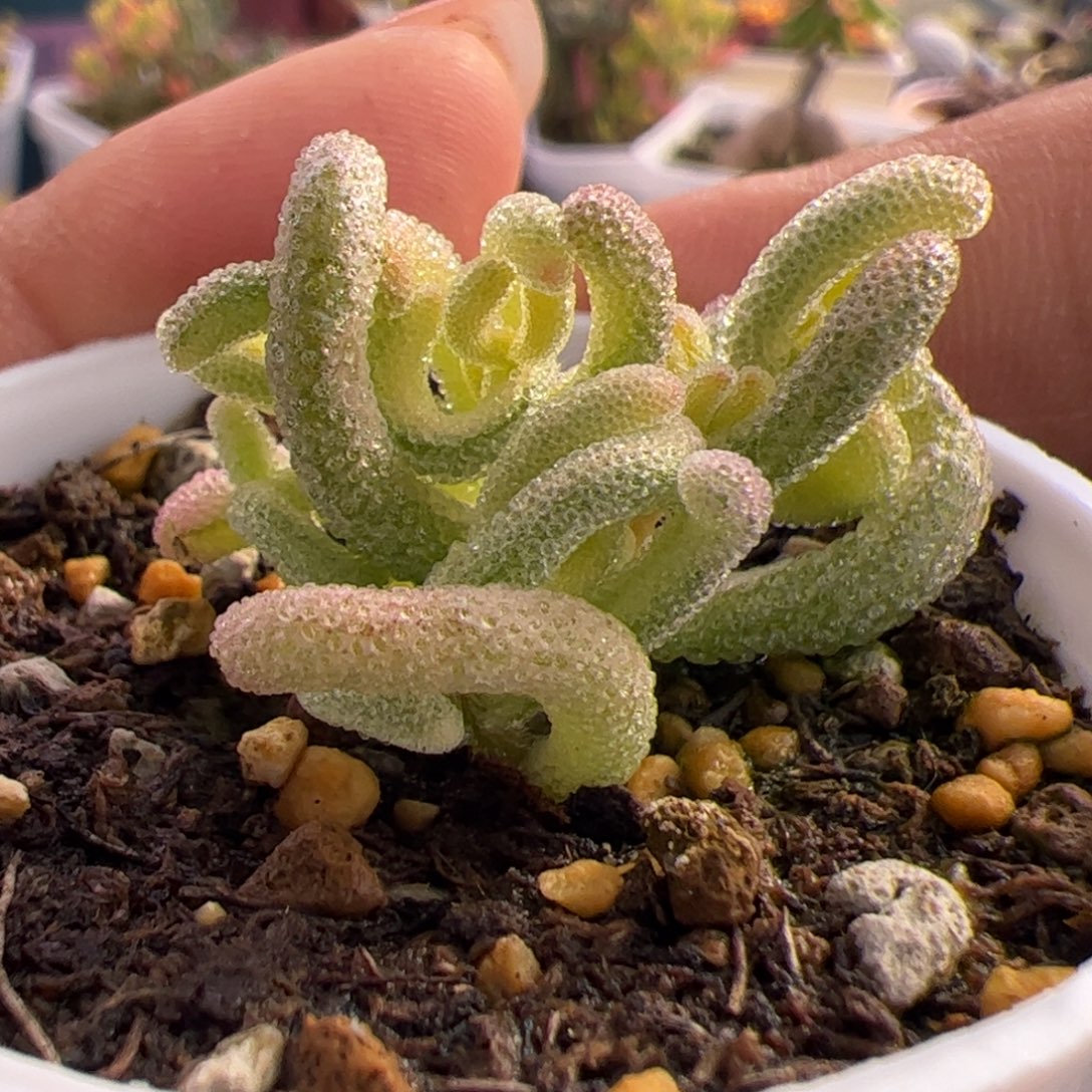 多肉植物枝干超白三色