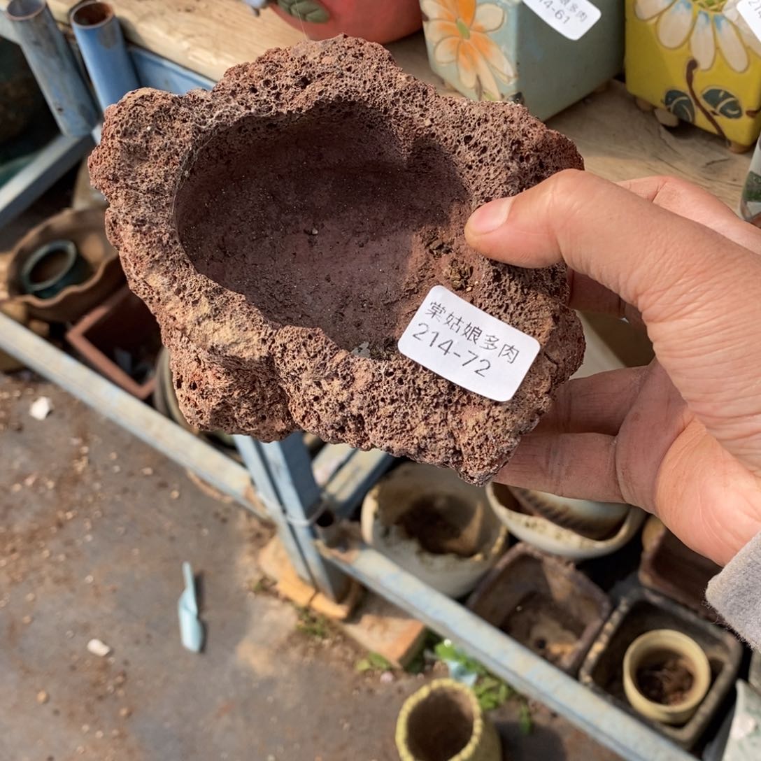 红陶落***尘72号多肉盆一个呀