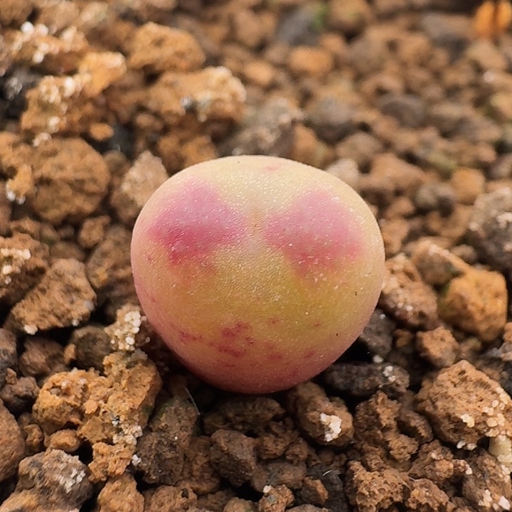 131 拉登杂肉锥。 