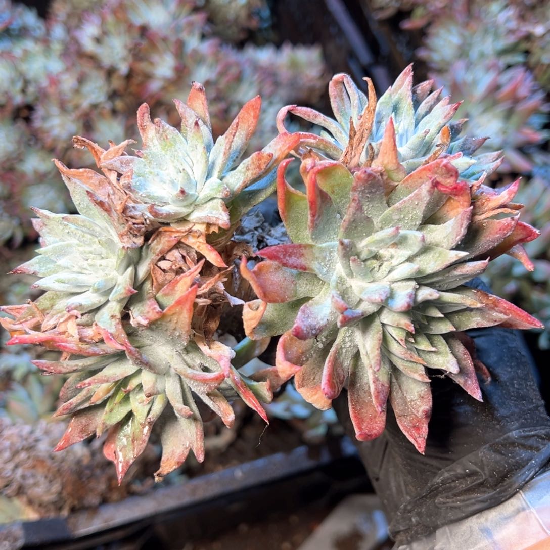 6422哈哈哈哈哈哈哈哈 