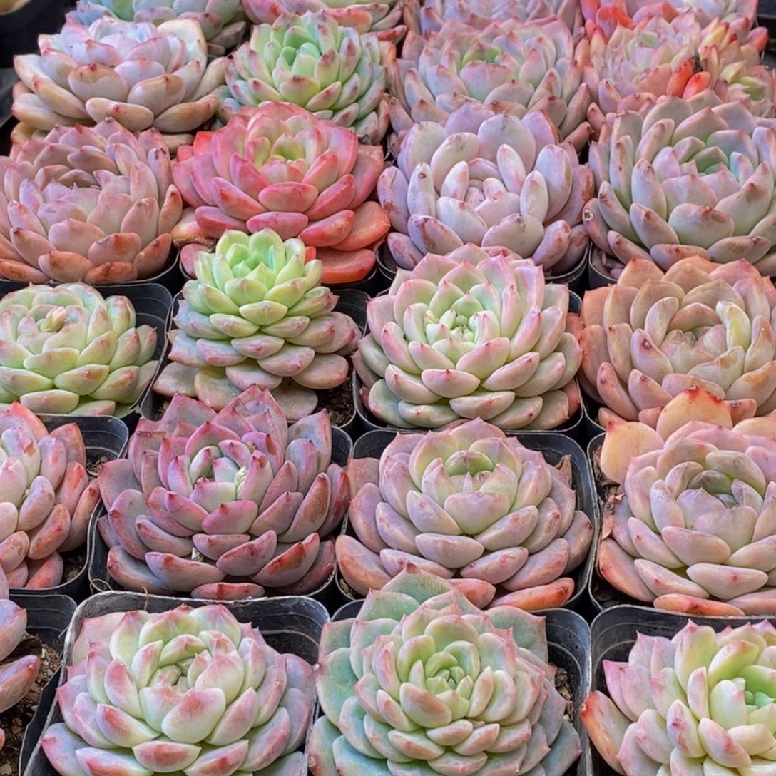 091多肉植物保护研究所所长助理研究员