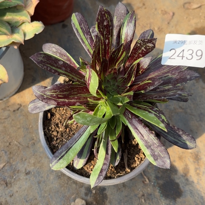 水墨丹青多肉法师，2439