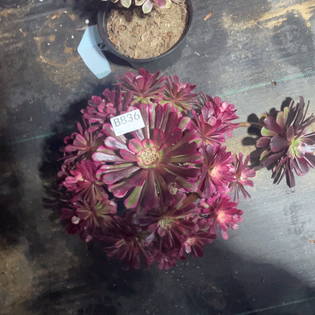 *****红铜白多肉。    836