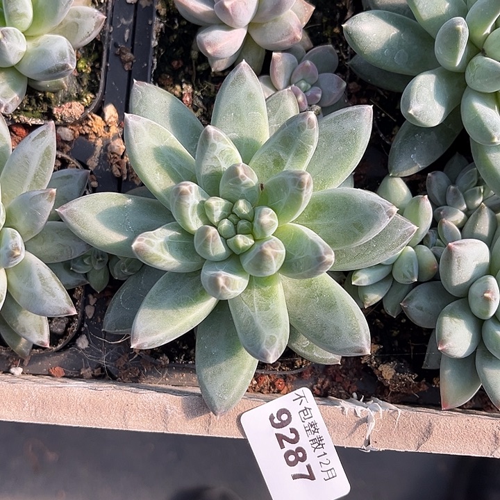 阿雅园艺。        9287手指杂乌拉