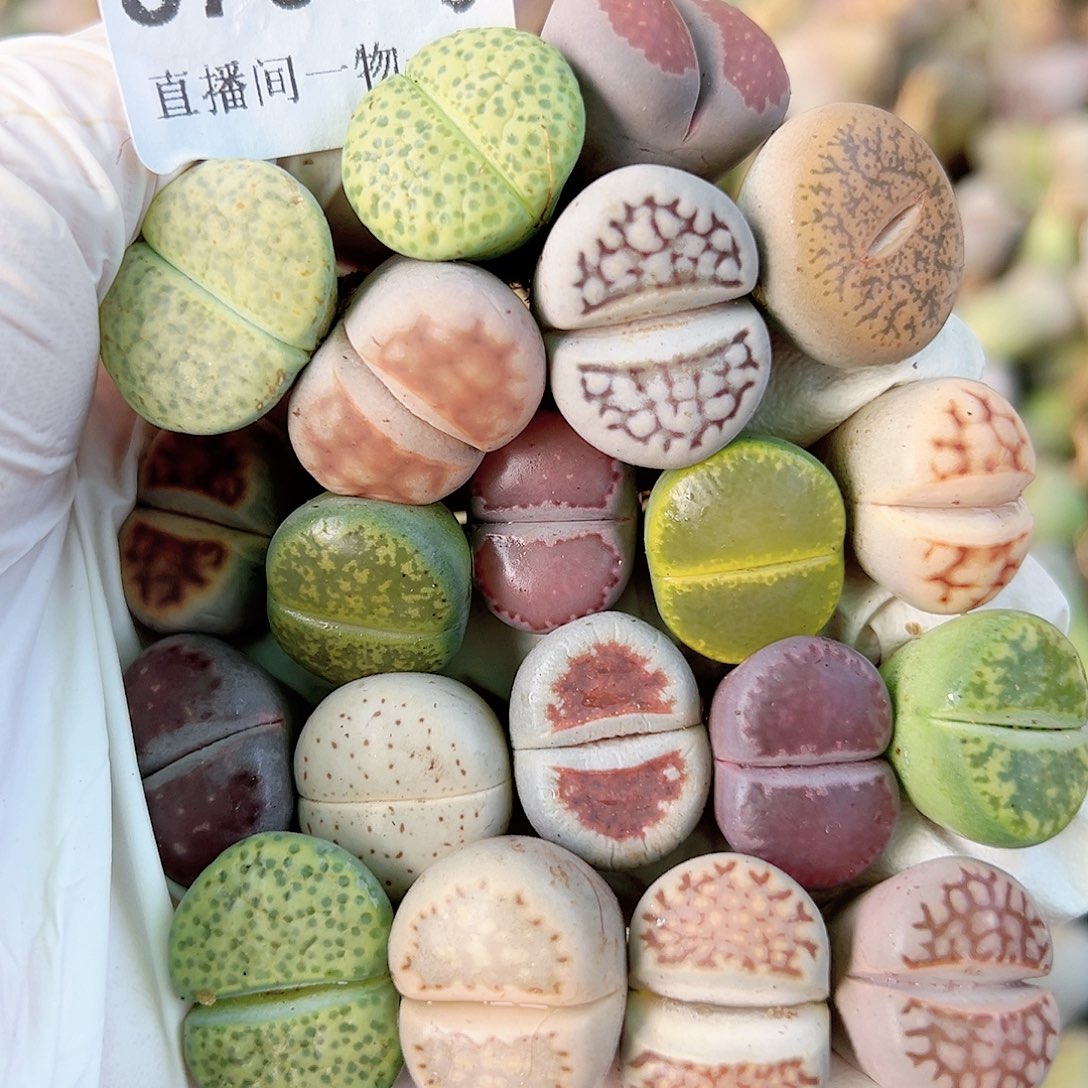 8761 好养易活生石花大母本20个