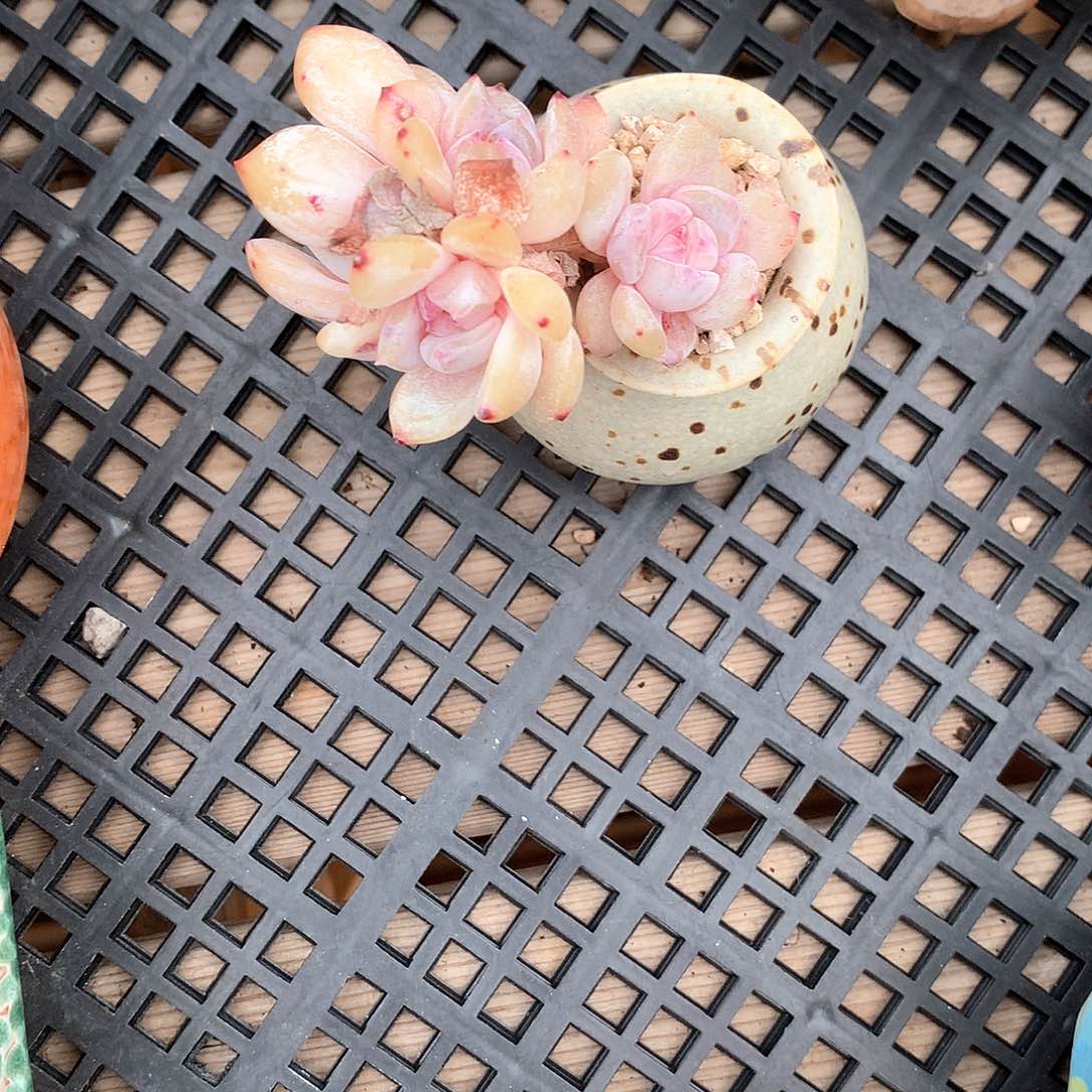 鱼的多肉11111111111111