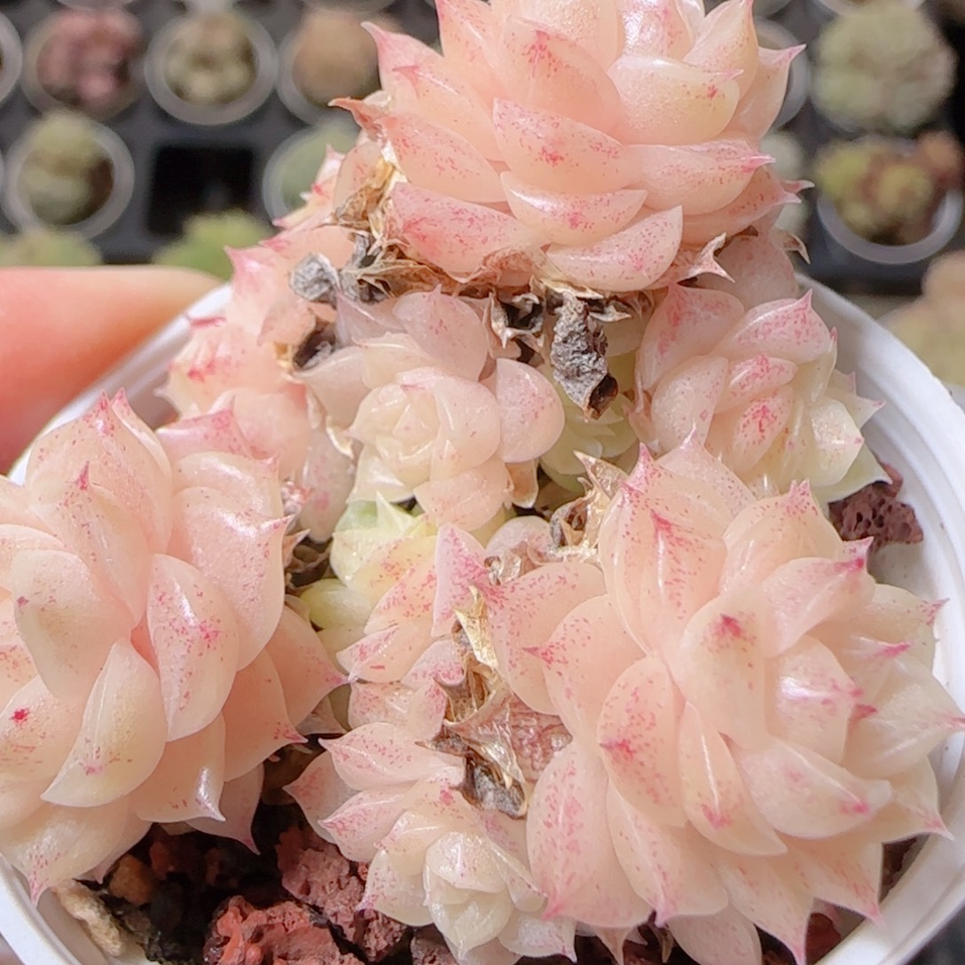 花语多肉1212-34散