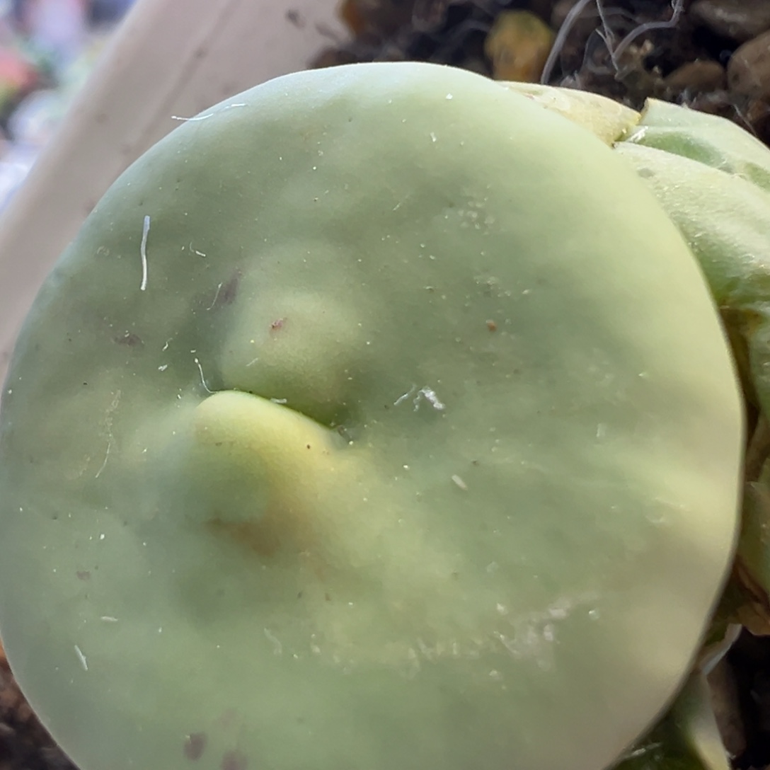 dows嘟嘟嘴 肉锥植物