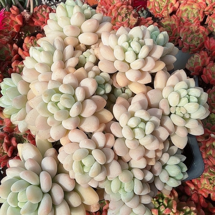 鱼子酱大盆多肉植物
