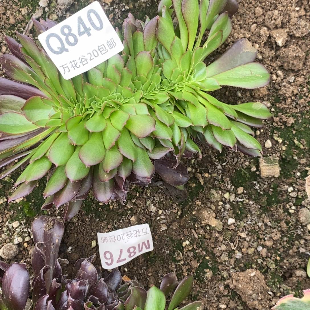 840欧紫缀多肉植物