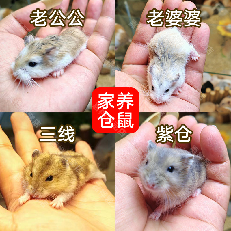 惊喜仓鼠鼠粮垫料福袋随机