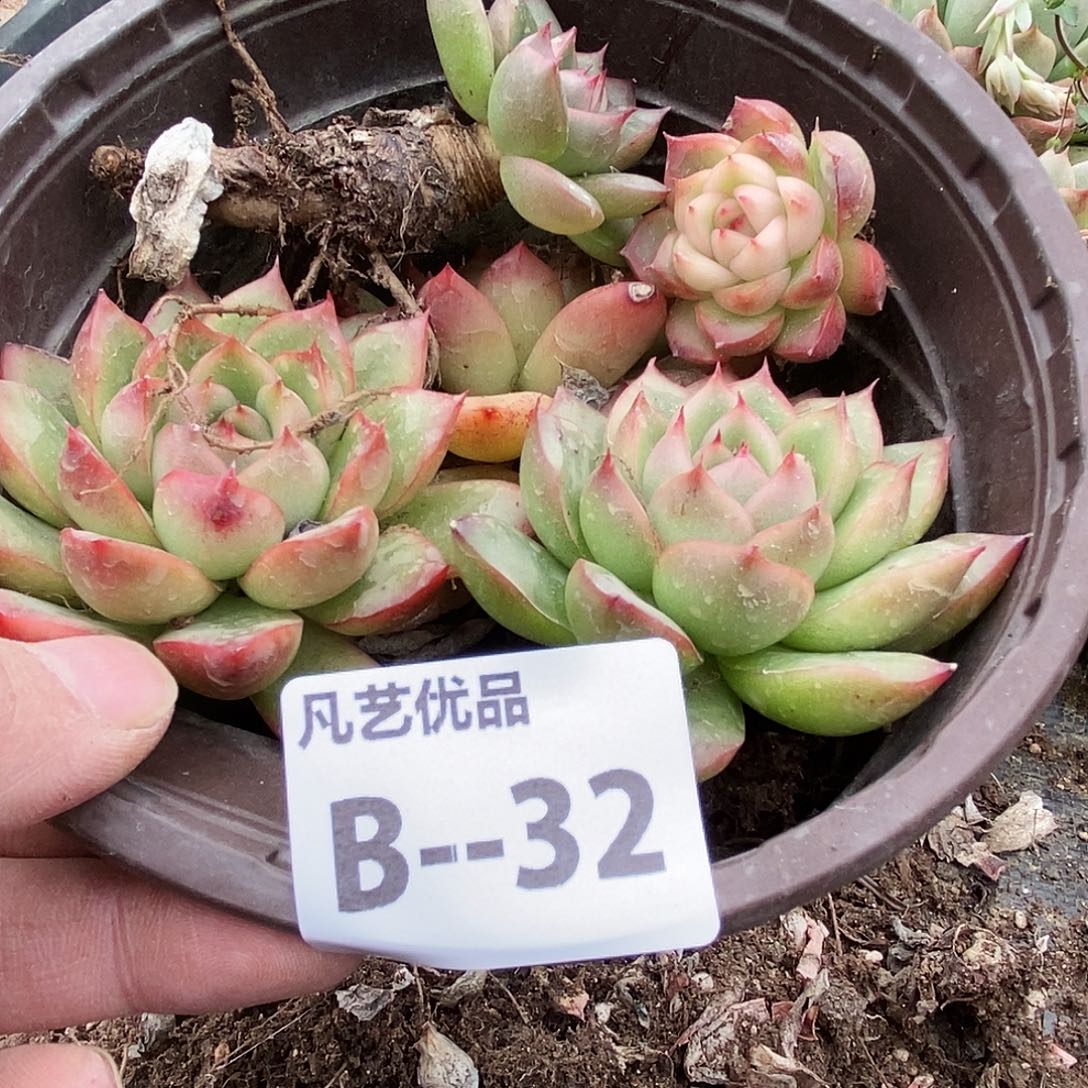 B32一物一拍满9.9包邮