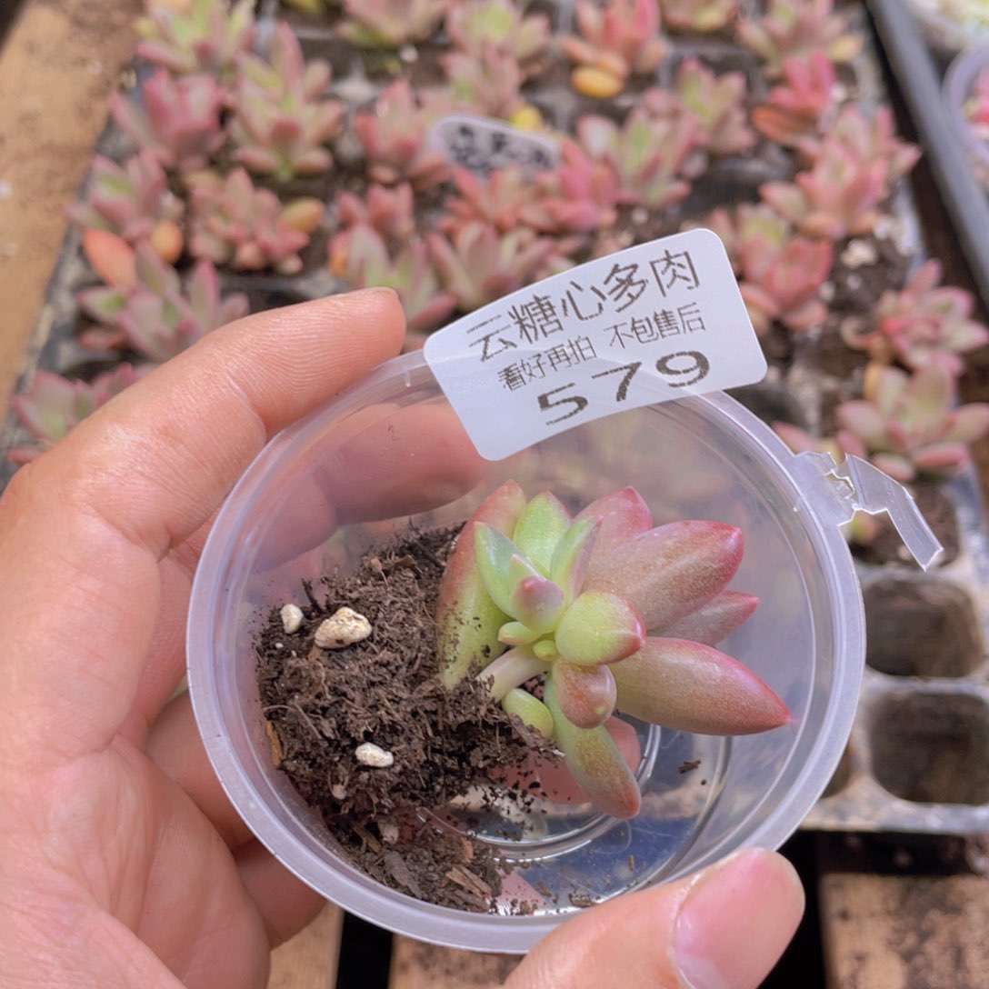ʚ****?云糖心多肉植物579
