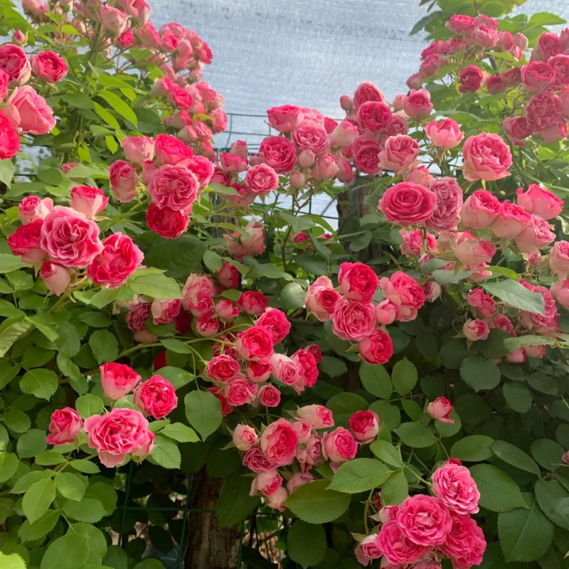 胭脂扣月季花多季节开花庭院阳台盆栽