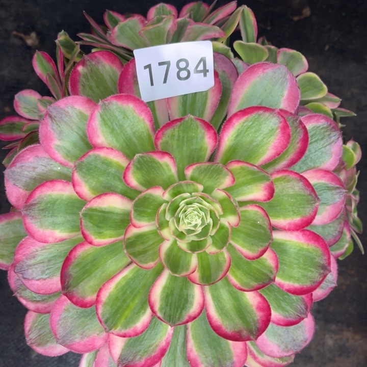 新品孔雀翎特价多肉