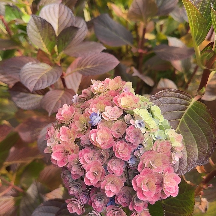 大部分花苞少量开放23