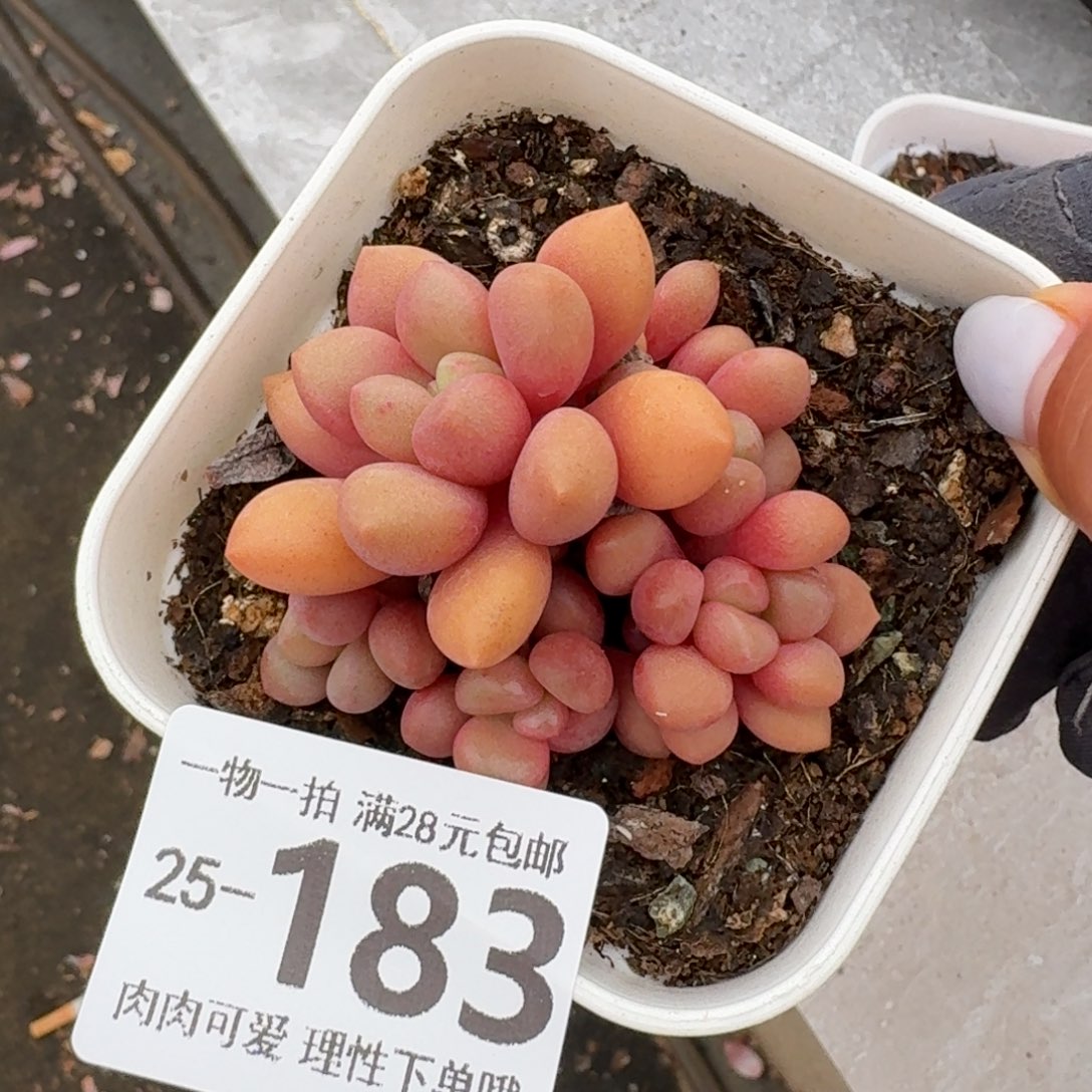 先锋派无盆土发货无