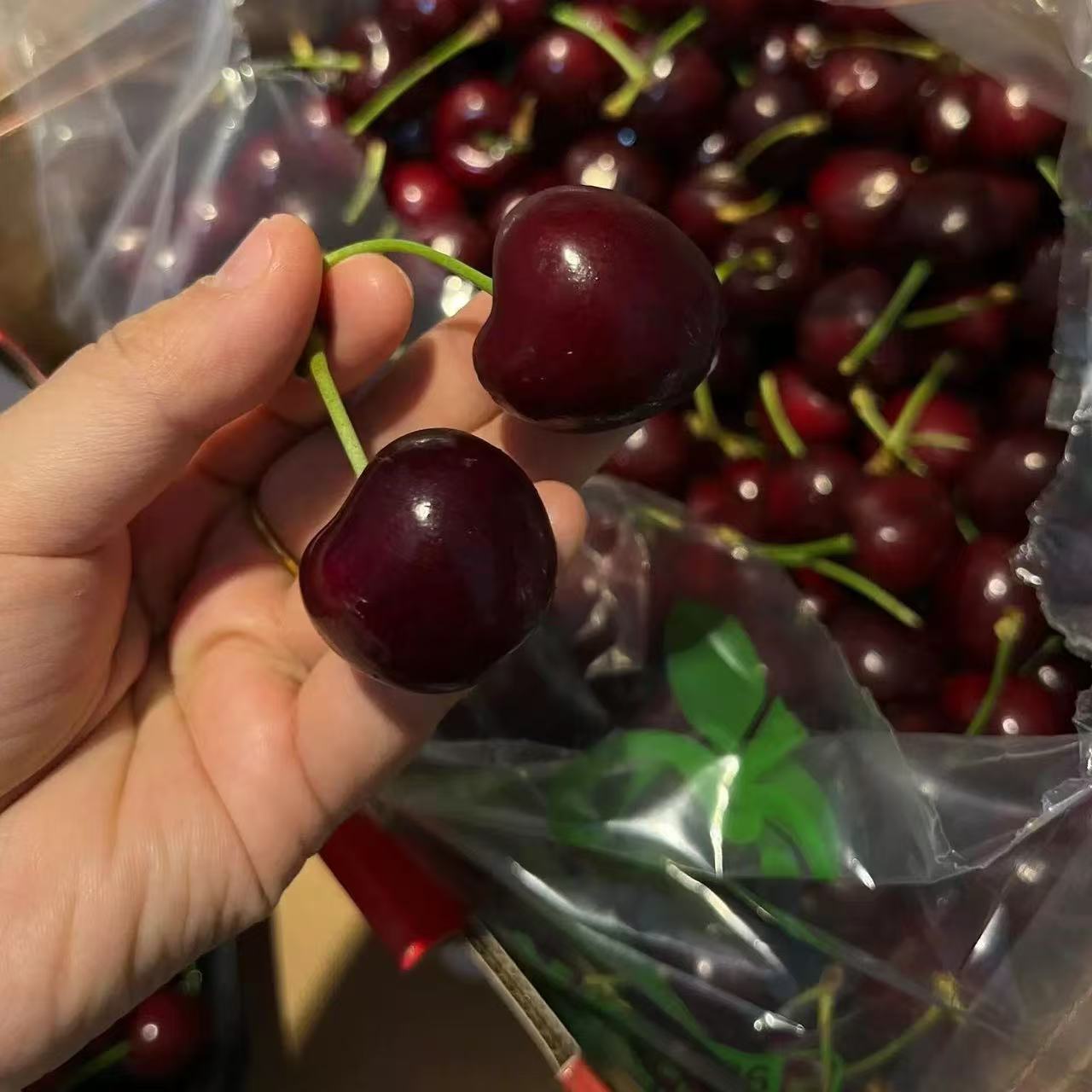 海运科迪亚斯基娜JD/3JD/4JD车厘子原箱5斤（海运机械伤不售后，介意勿拍）