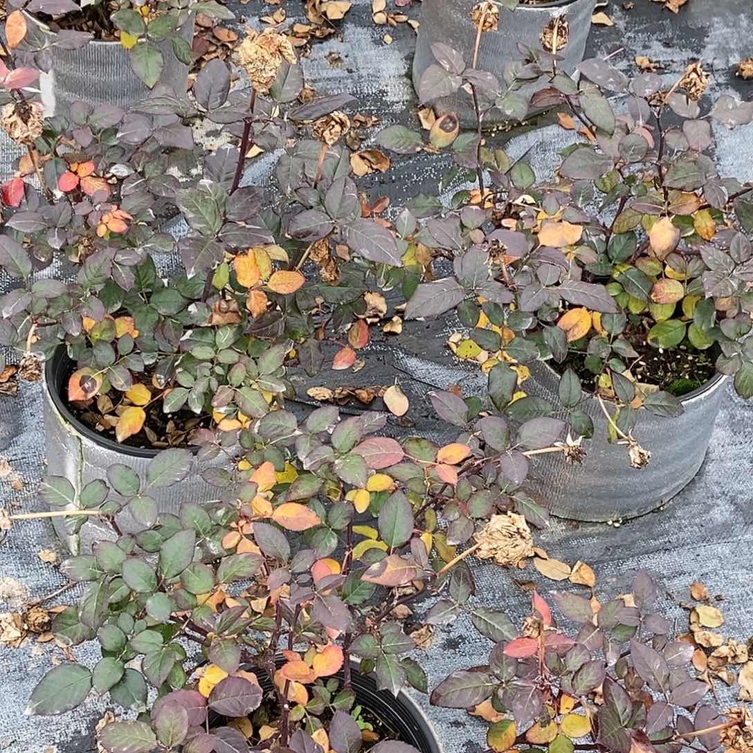 无花朵朱莉亚两加仑裸根