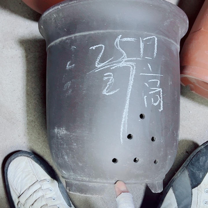 红陶紫砂紫砂紫砂紫砂